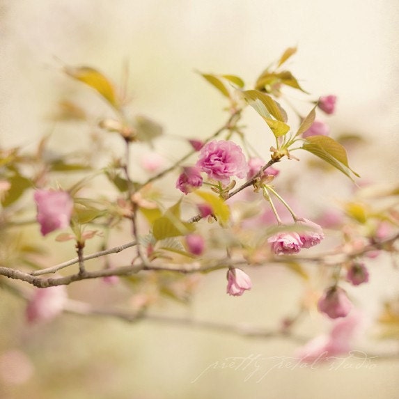 Shabby Chic Fine Art Photograph, Pink Cherry Blossom Flowers, Tree Branches, Sage, Floral Art, Cottage Art, Home Decor, Square 8x8 Print