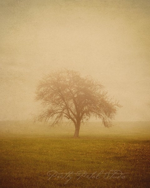 Fine Art Photograph, Lone Autumn Tree in the Fog, Morning Drive, Landscape Photography, Golden Tones, November, 8x10 Print - PrettyPetalStudio