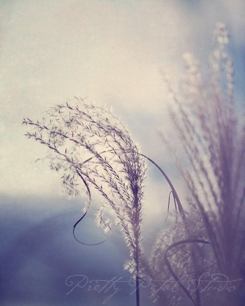 Fine Art Photograph, Feather Grass, Winter, Serene, Calming, Creamy Hazy Blue Tones, Wind, Floral Art,  8x10 Print