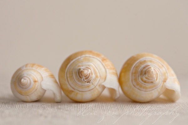 Fine Art Photograph, Three Seashells in a Row, Minimalist Photograph, Creamy Tones, Beach Art, Sea, Ocean . 4x6 Print