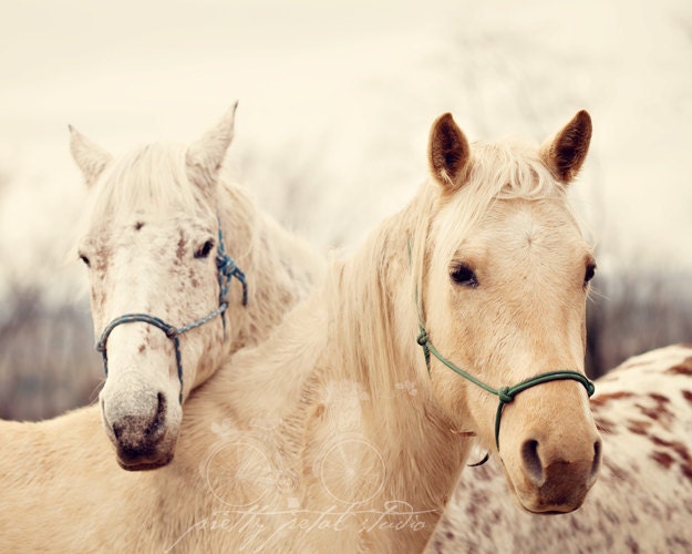 Fine Art Photograph, Two White Horses in a Field, Equestrian Photograph, Horse Lovers, Winter Art, Love, 8x10 Photo - PrettyPetalStudio