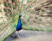 Abstract Fine Art Photograph, Peacock, Feathers, Colorful, Sapphire Blue, Sage Green, Bird Lover, Wall Art, Home Decor, Fancy,  8x10 Print