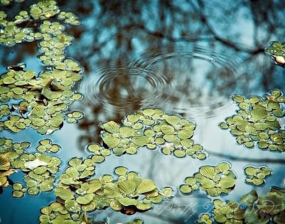Abstract Fine Art Photograph, Green Water Lilies and Reflections . Blue Rippled Water, Cool Tones, Nature Art, 8x10 Print