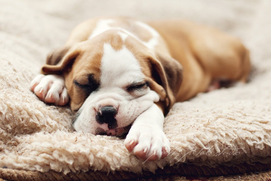 Fine Art Photograph, Sleeping Boxer Puppy Dog, Fawn, Brown Tones, Animal Lover, Cuteness, Puppy Love, Cozy, Pet Portrait, 4x6 Photo
