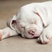 Fine Art Photograph, Pet Portrait, Puppy Love, Sleeping Boxer Puppy Dog, White Creamy Tones, Animal Lover, Cute, Cozy Slumber . 4x6 Photo