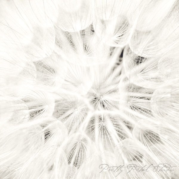 Fine Art Photograph, Black and White Dandelion Flower, Macro Photograph, Gentle, Delicate, Floral Art, Wispy, Soft, 8x8 Square Print