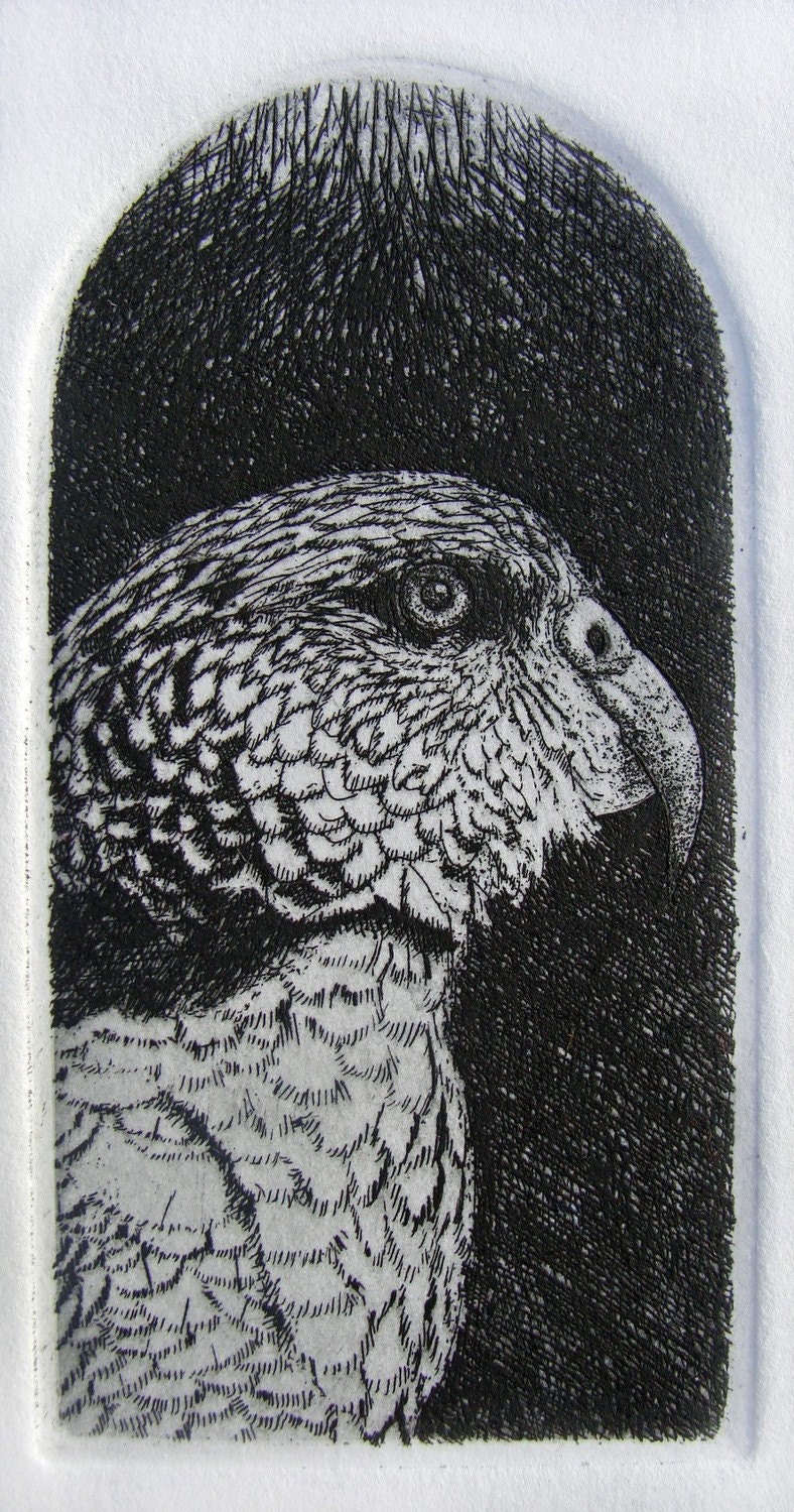 Parrot Bird Etching Original Print