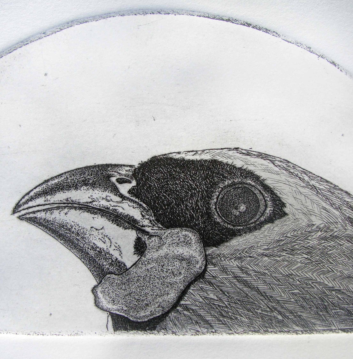 Original Bird Black and White Etching Print