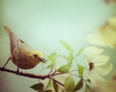 Spring, Bird photograph - Twitter - Fine art nature photography - easter, natural history museum, pastel - EyePoetryPhotography