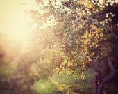 Autumn Photo, Apple Orchard, Warm Sun, Glow, Landscape Photography - Comfort me with apples