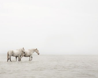 Horse Art, Equine Photography, White Horses, Water, Camargue, Winter Photo, Muted, Simple Nautical, Minimal - Far Away So Close