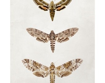 Moth Photograph, Modern Nature Photography, Neutral Brown, Spring, Natural History, Father's Day, Specimen, For Him - Wingspan