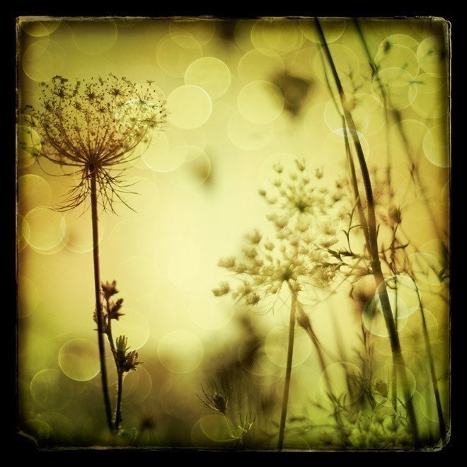 What we feel most has no name - Fine art TTV flower photograph