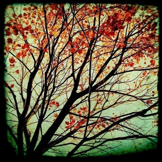 Autumn Photography, Fall foliage, Trees, Nature, TTV, Colorful, Red, Green - Autumns Alchemy