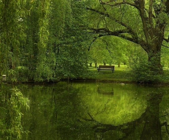Landscape photography - Another green world  - Emerald green tree reflections, quiet park bench, spring
