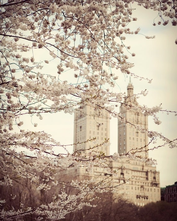 New York City photo - When spring came to town - Tree blossoms in NYC, Central Park - Travel photograph