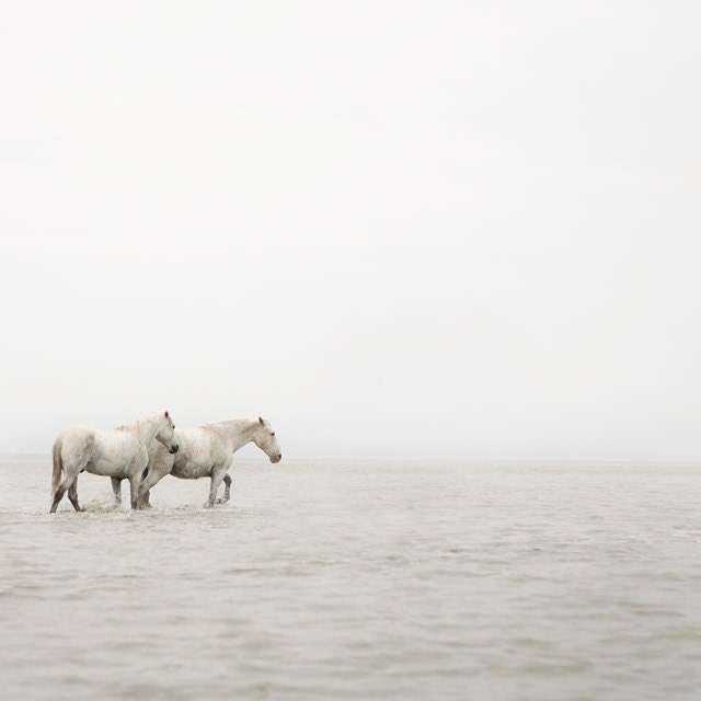 Horse Art, Equine Photography, White Horses, Water, Camargue, Winter Photo, Muted, Simple Nautical, Minimal - Far Away So Close