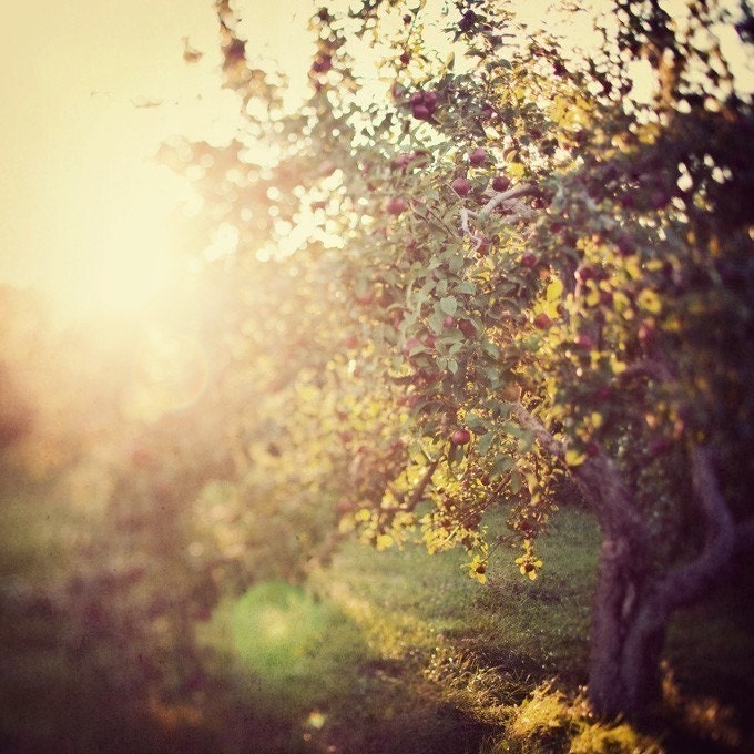 Autumn Photo, Apple Orchard, Warm Sun, Glow, Landscape Photography - Comfort me with apples