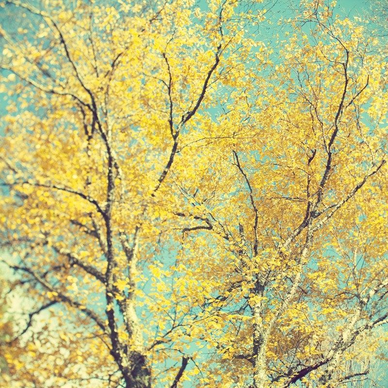 Yellow Tree Print, Fall Photography, Autumn Leaves, Colorful Wall Art, Pastel, Fall Art, Nature - The Language of Trees