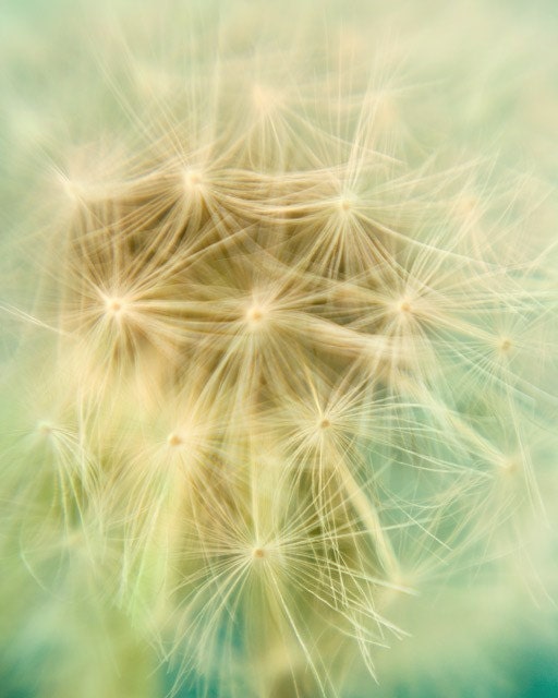 Pastel Dandelion Photograph - Stargazing - Flower, Nature Photography, Garden, Spring Pastel, Yellow and Mint Green