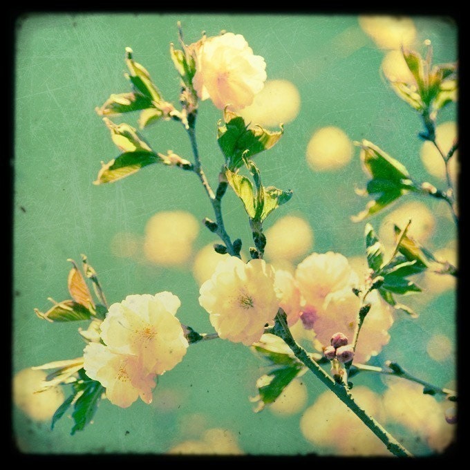 Flower Photography - TTV Flowers Print Set - Botanical Decor, Vintage Style Wall Decor, Pastel, Spring Floral Collection, Feminine, Romantic