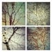 Christmas Lights, Winter Photography, Bare Trees, Blue Green Grey Silver, Four Fine Art Prints  - Night Lights