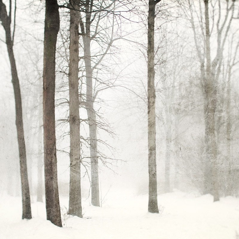 Snow photography, Minimal winter landscape photograph, Forest, Woodland, Snow, White, Trees - Shades of pale
