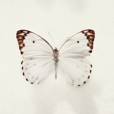 Wings - Butterfly Photography, Nature Photograph, Four 5x5 fine art prints in neutral beige and brown, Spring, White