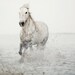 Horse photograph - White horse running through water, Wall decor, Dreamy nature photography, Animal, Winter - Wild at Heart