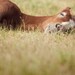 Horse Photos, Nursery Wall Art, Child's Room Decor, Nature Photography, Cute, Foal, Rustic, Spring, Farm - The Foal
