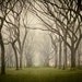 Tree Photograph, Fog, Spring, Landscape Photography, Fall, Wall Decor, Mysterious, NYC, Fairytale, Woods - Enchanted