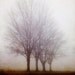 Landscape Photography, Trees in Morning Fog, Winter, Nature, Mysterious, Muted, Enchanted Woodland, Fairytale, Rustic - Standing Still