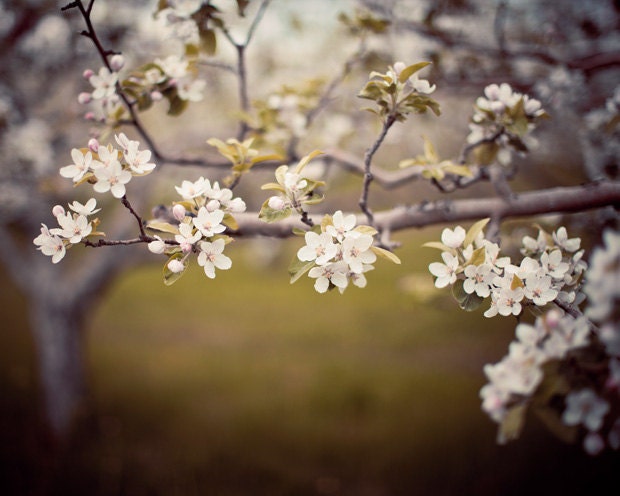 May's Promise - Blossom Photograph, Spring, Apple Orchard, Trees, Flowers, Wedding Decor, Nature Photography, Muted Neutrals