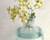 Yellow Rock Cress, 7x7 Still Life Print - Free Shipping