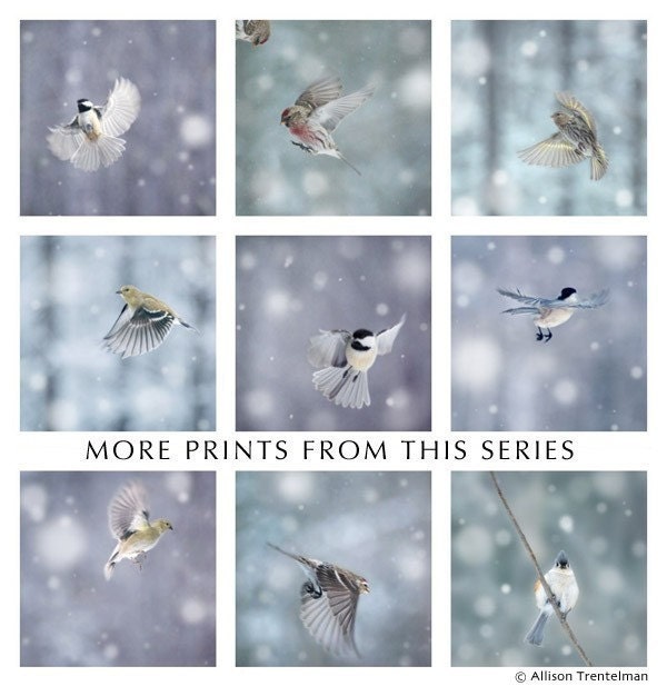 Chickadee in Snow No. 4, 7x7 Bird Print - Free Shipping