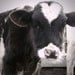 Calf photo, Farm photography, Country, Rustic, Farm wall art, Heart Shape, Farm animal, Cows, Holsteins, 8x10, "Holstein Calf"