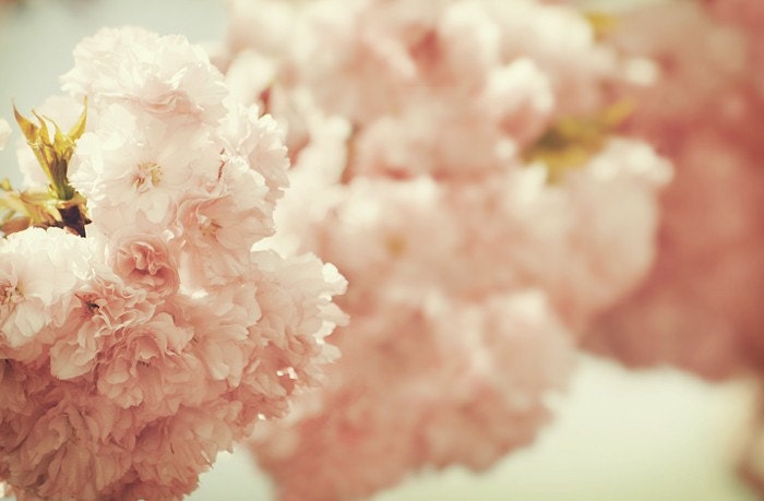 RUFFLES IN PINK- Fine Art Photography Prints- 5x7