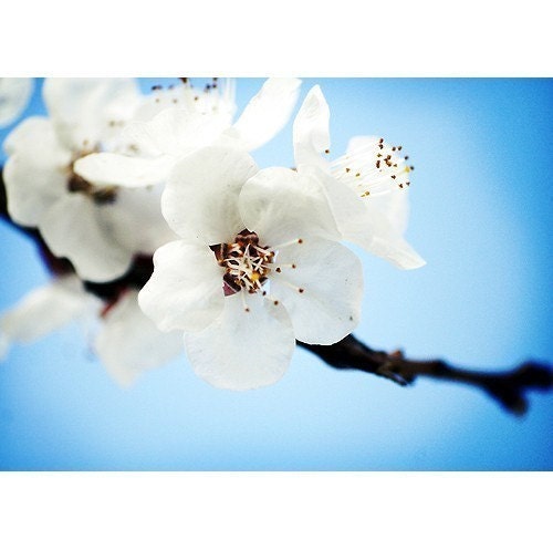 BLOSSOM CLOUDS- Photography Canvas Gallery Wrap 11x14