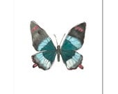 Butterfly in Teal--8"X10" Fine Art Print