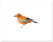 Bird in Orange--8"X10" Fine Art Print