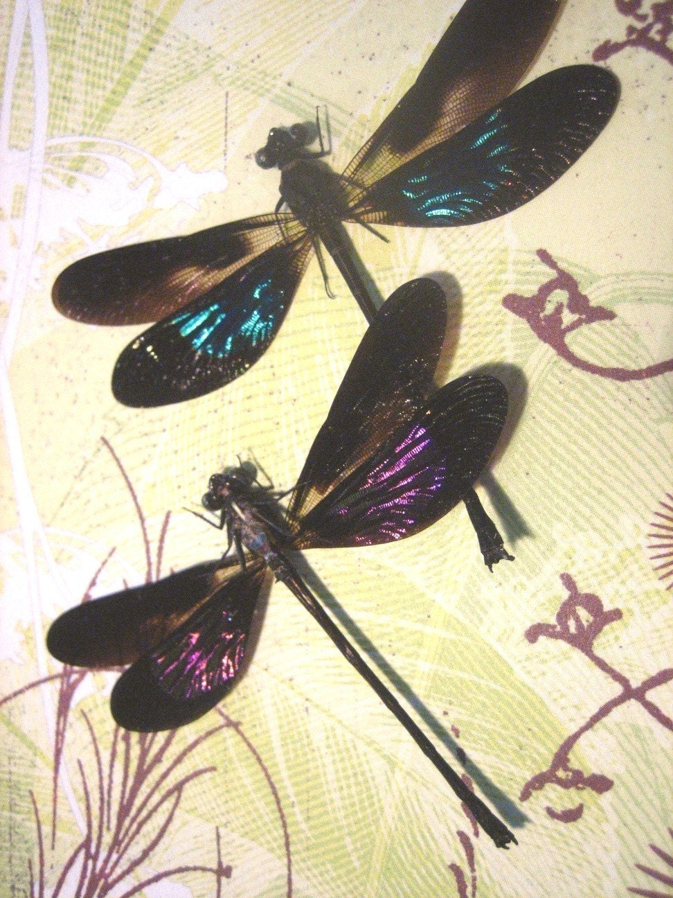 Metallic Damselfly Pair - Framed Insect Art
