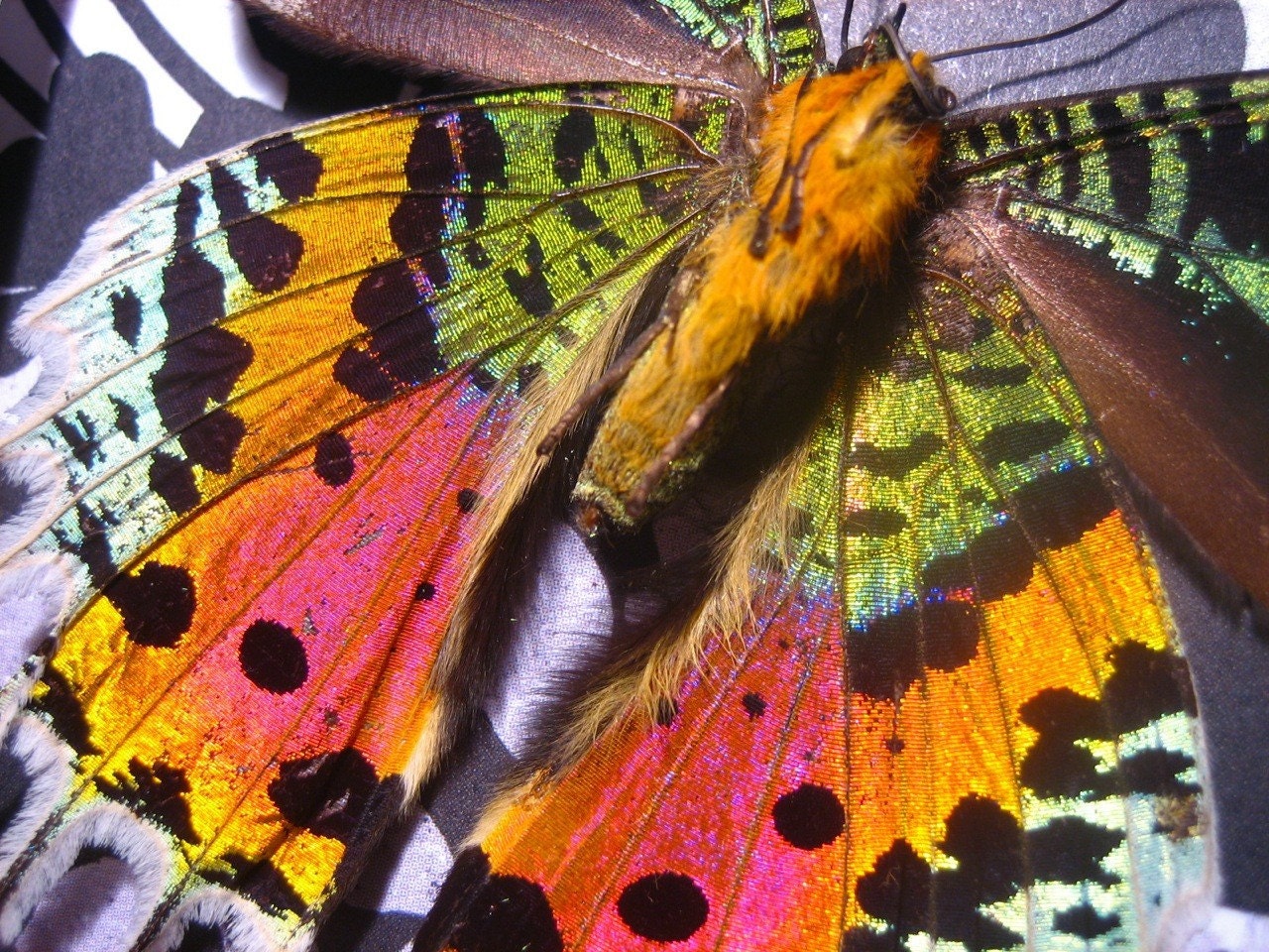 Sunset Moths Insect Art Display