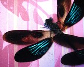 Damselflies in Pink - Real Insect Art Display