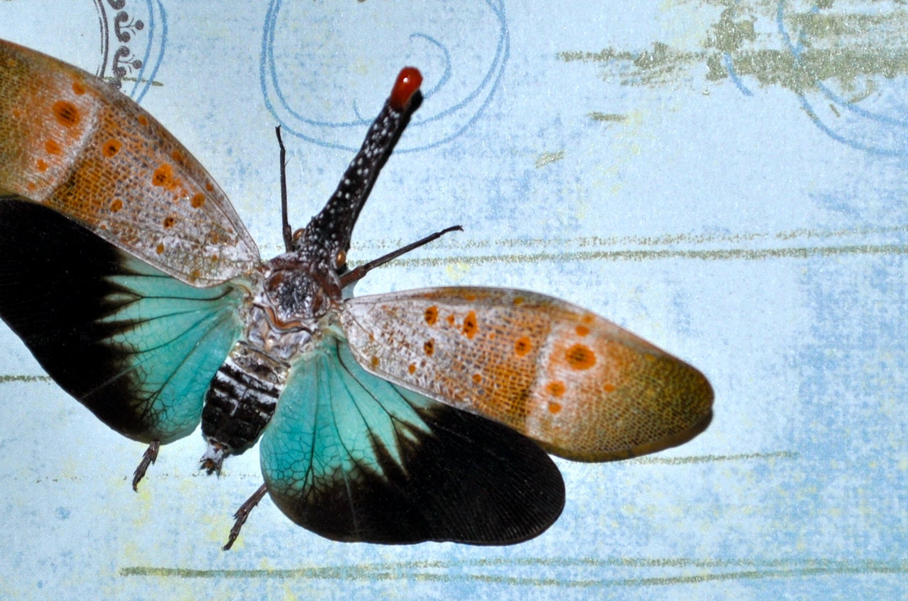 Crazy Bug
