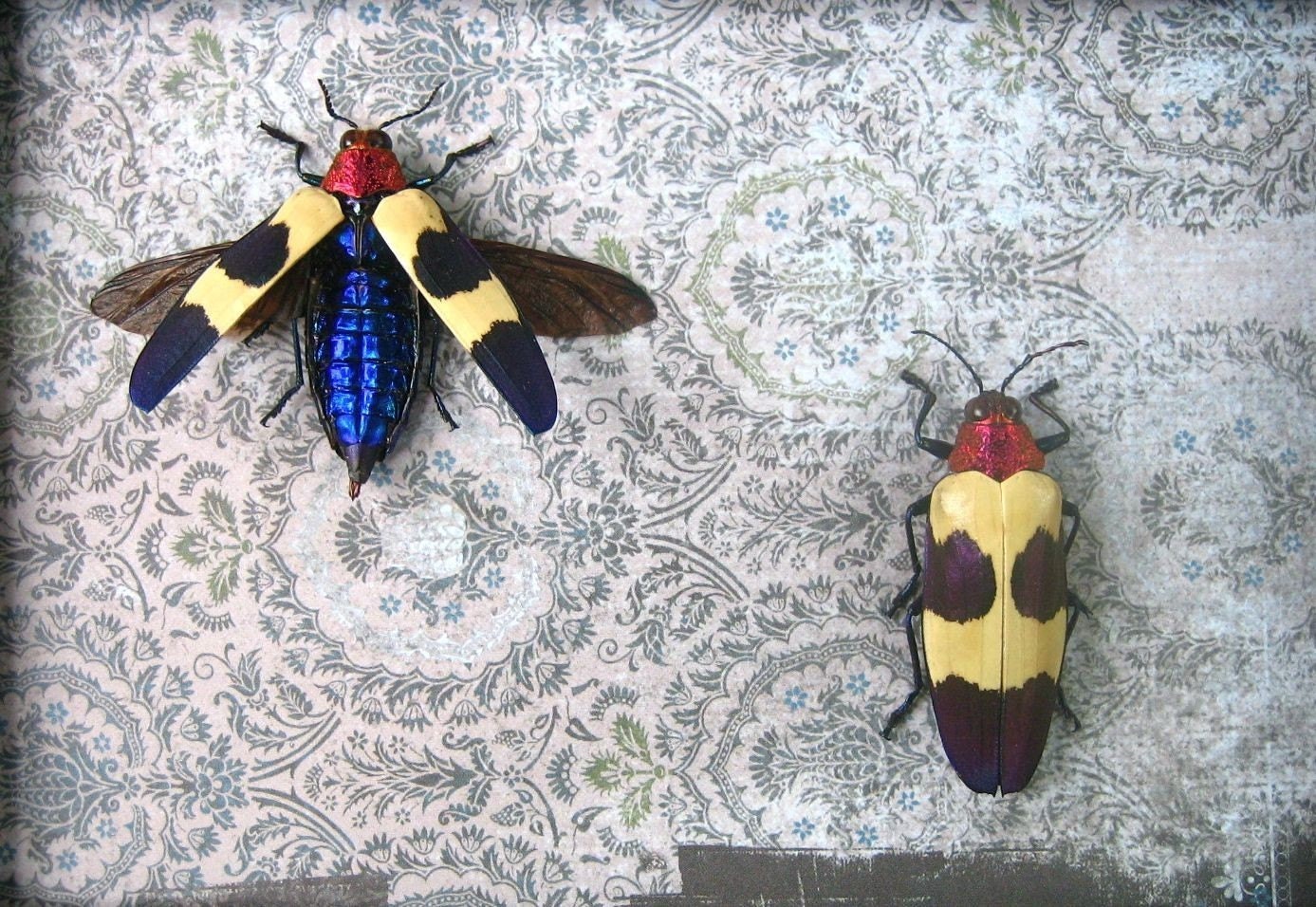 Pink-Headed Jewel Beetle Display