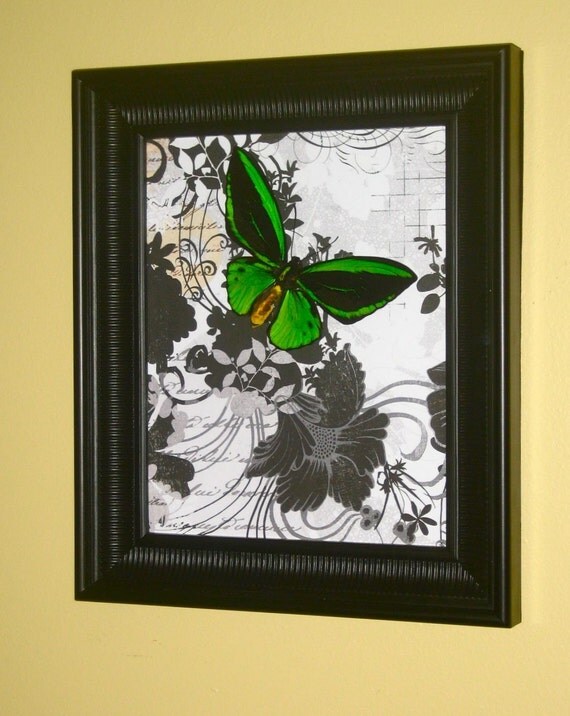 Green Birdwing - Framed Butterfly Display