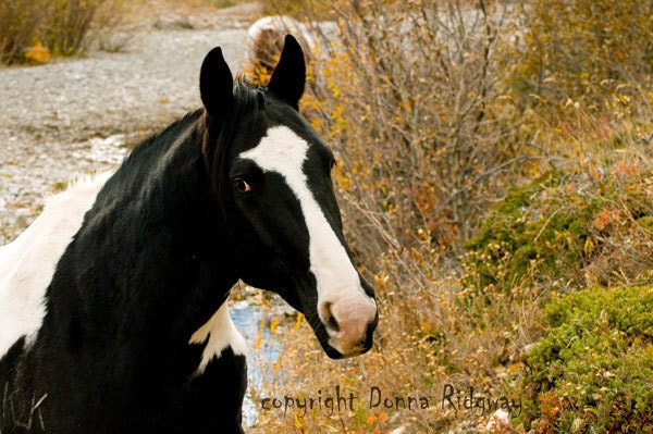 Western art, Paint Horse  in the autumn forest  nature photo A4C H4H Donna Ridgway