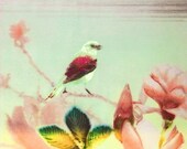 Green Bird in the Magnolias Print - Free Shipping