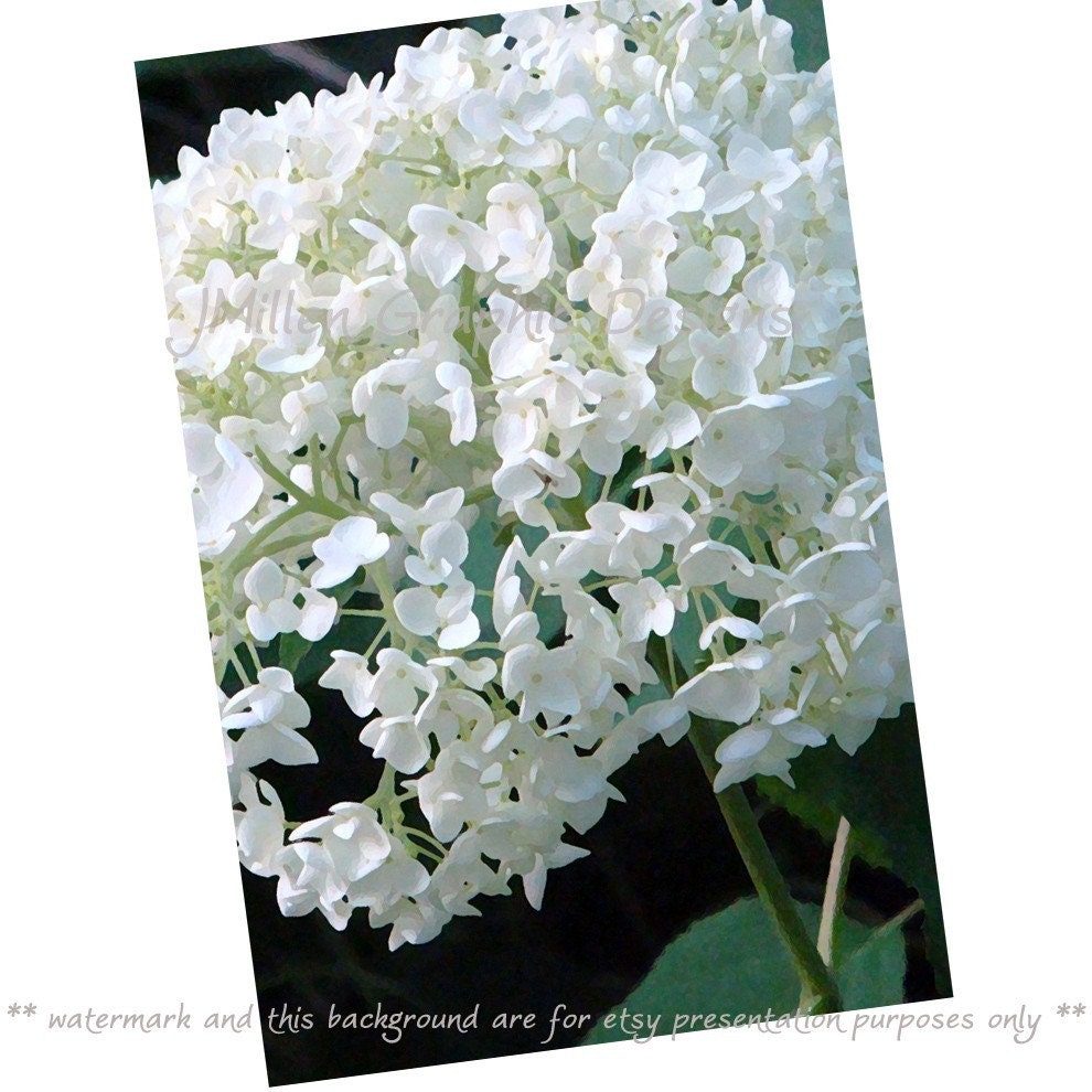 Abstract hydrangea fine art card
