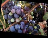 Grapes on the vine fine art photo card
